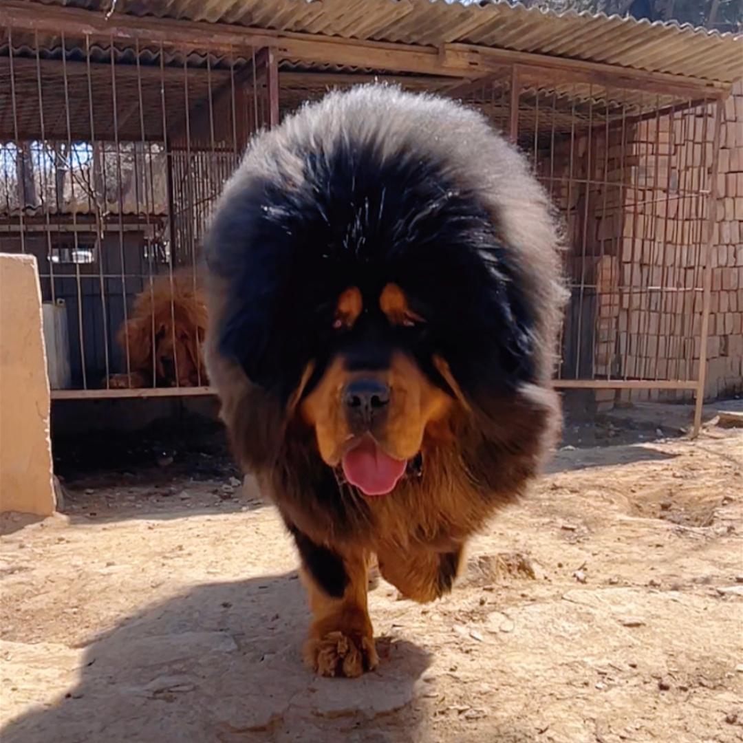 养藏獒的小朱班长