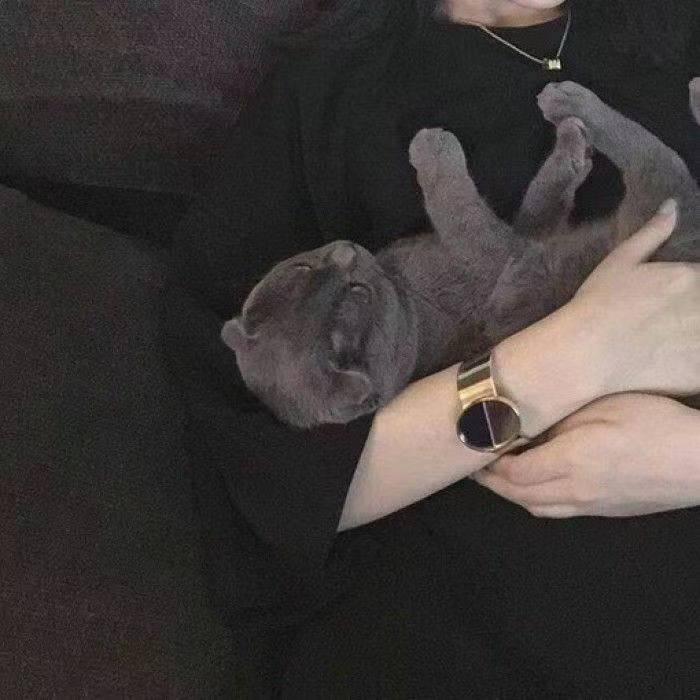 一只 喵🐾