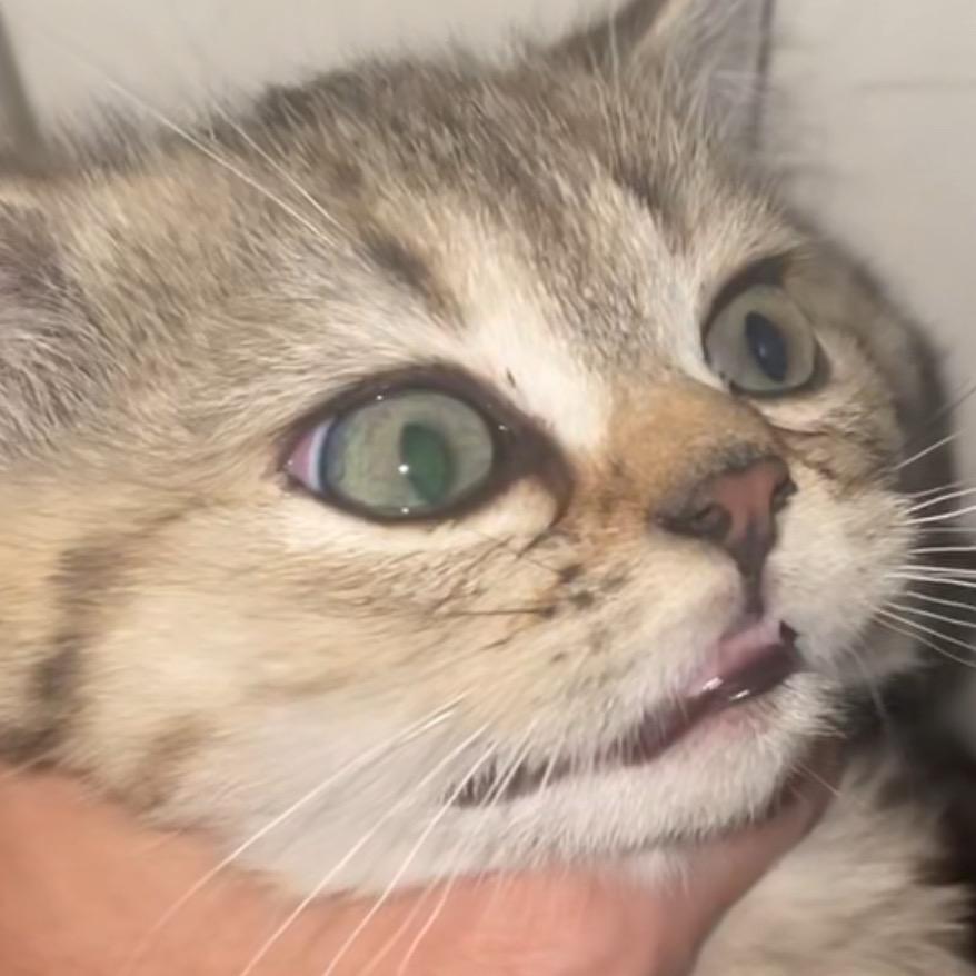 ᨳ 流浪小猫ᩙ ೨