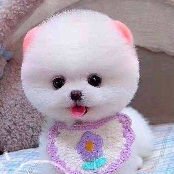 博美茶杯犬