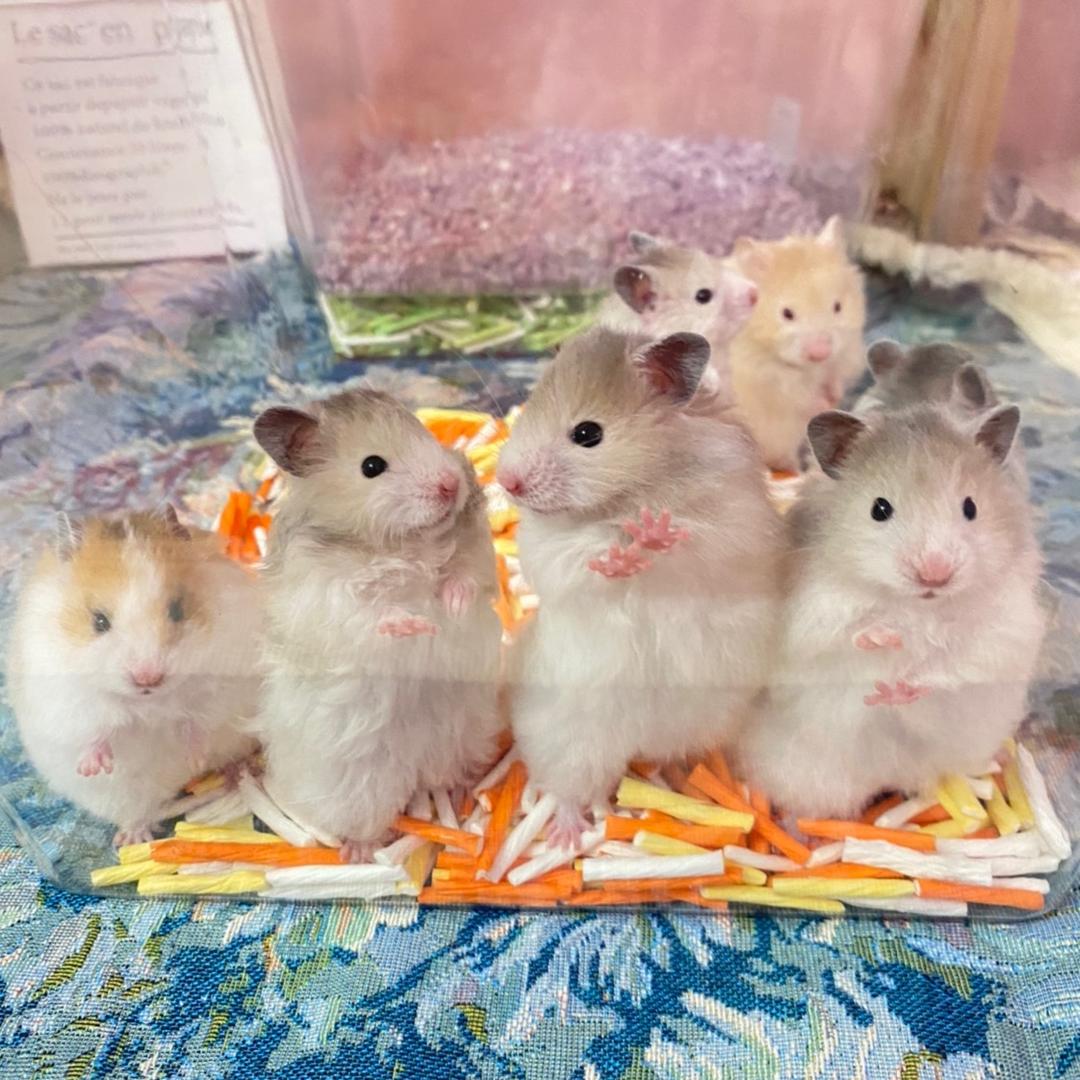 杰瑞家熊🐻（出鼠）