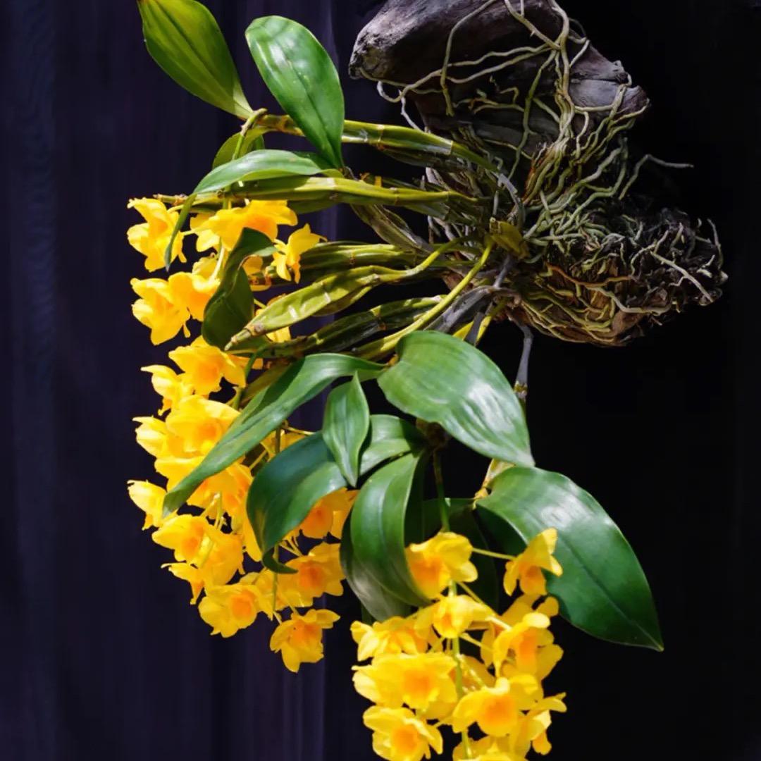 常青花卉