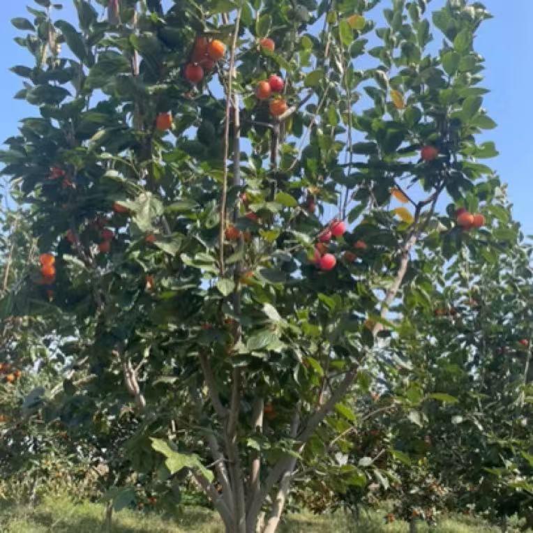 果花香苗木基地