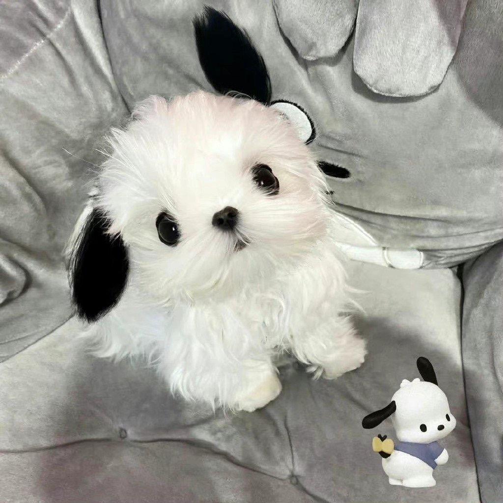呆个大瓜