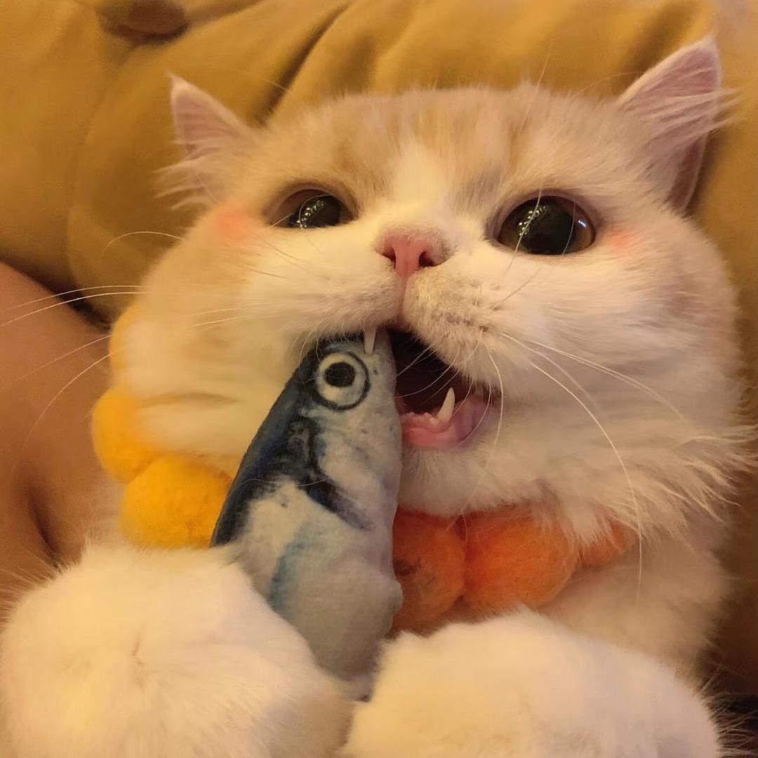心动小锦李🐟