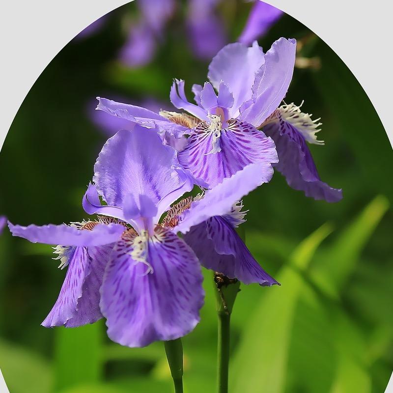 鸢尾花（张纯如书籍在橱窗）