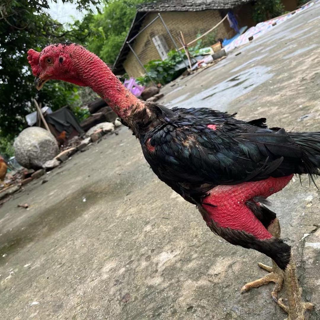 德鲁大叔DDW