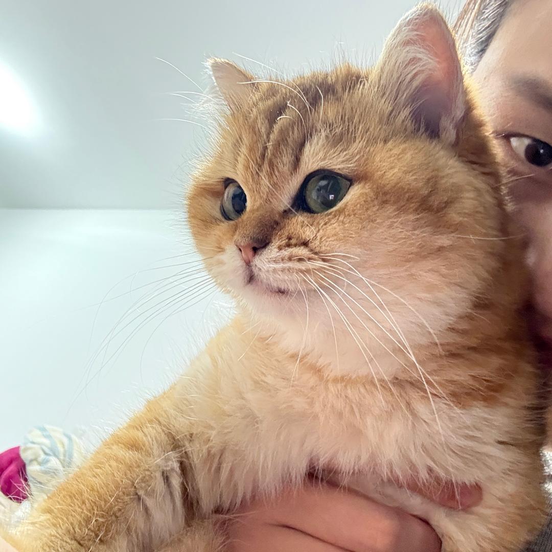 🌈.猫猫柳如烟