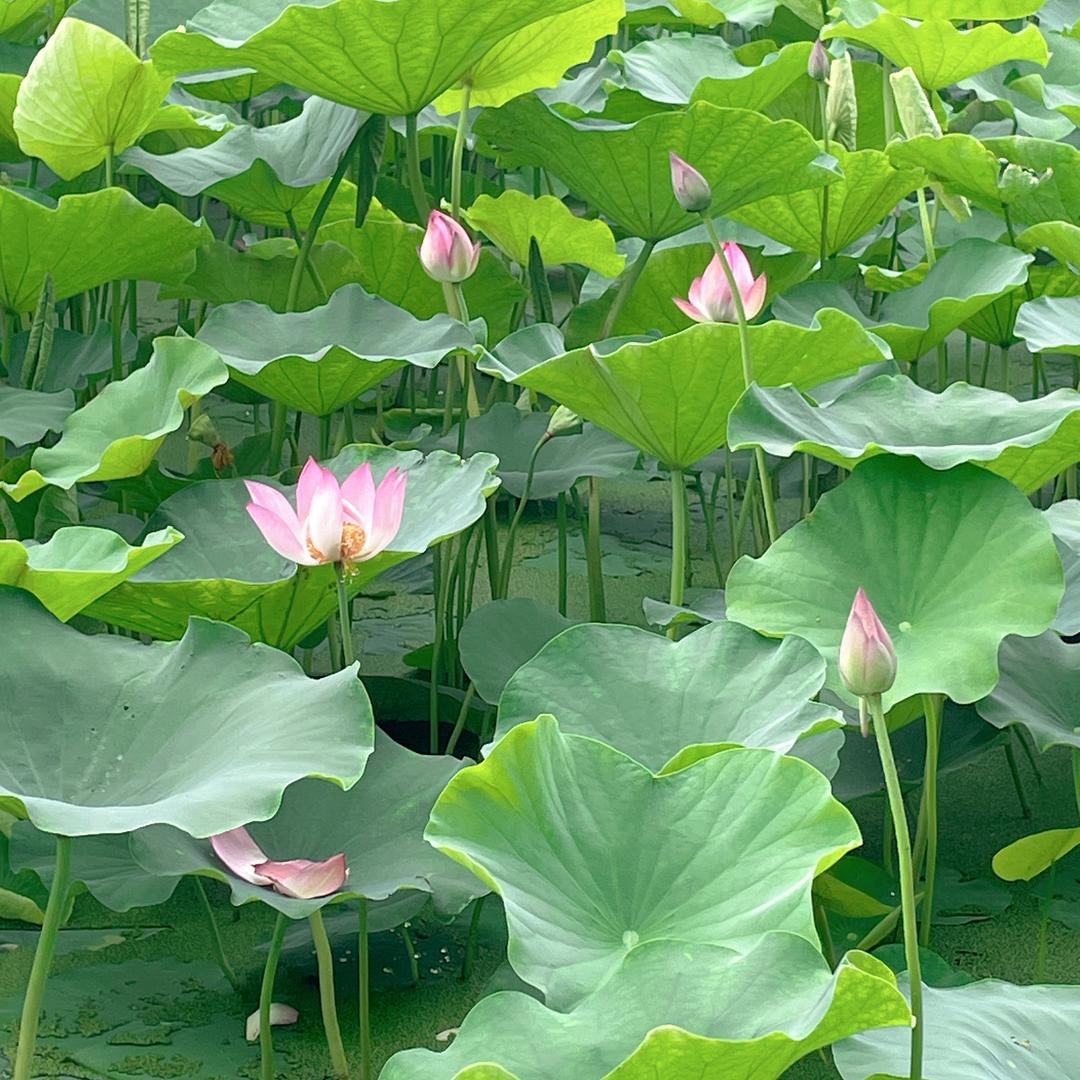 夏邑朱小胖阳光玫瑰