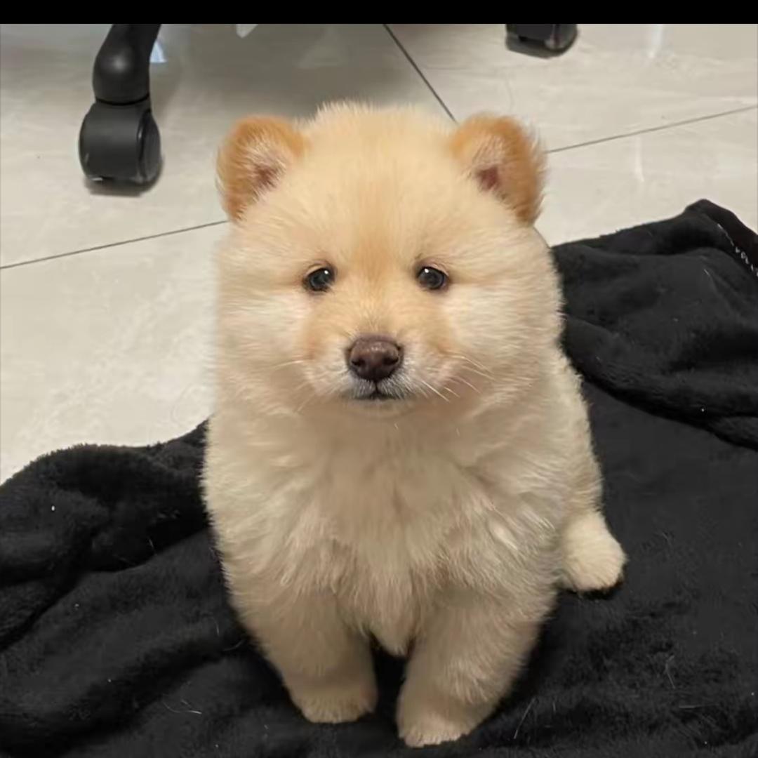 嘟嘟犬 ੯‧̀͡ ζྀི)
