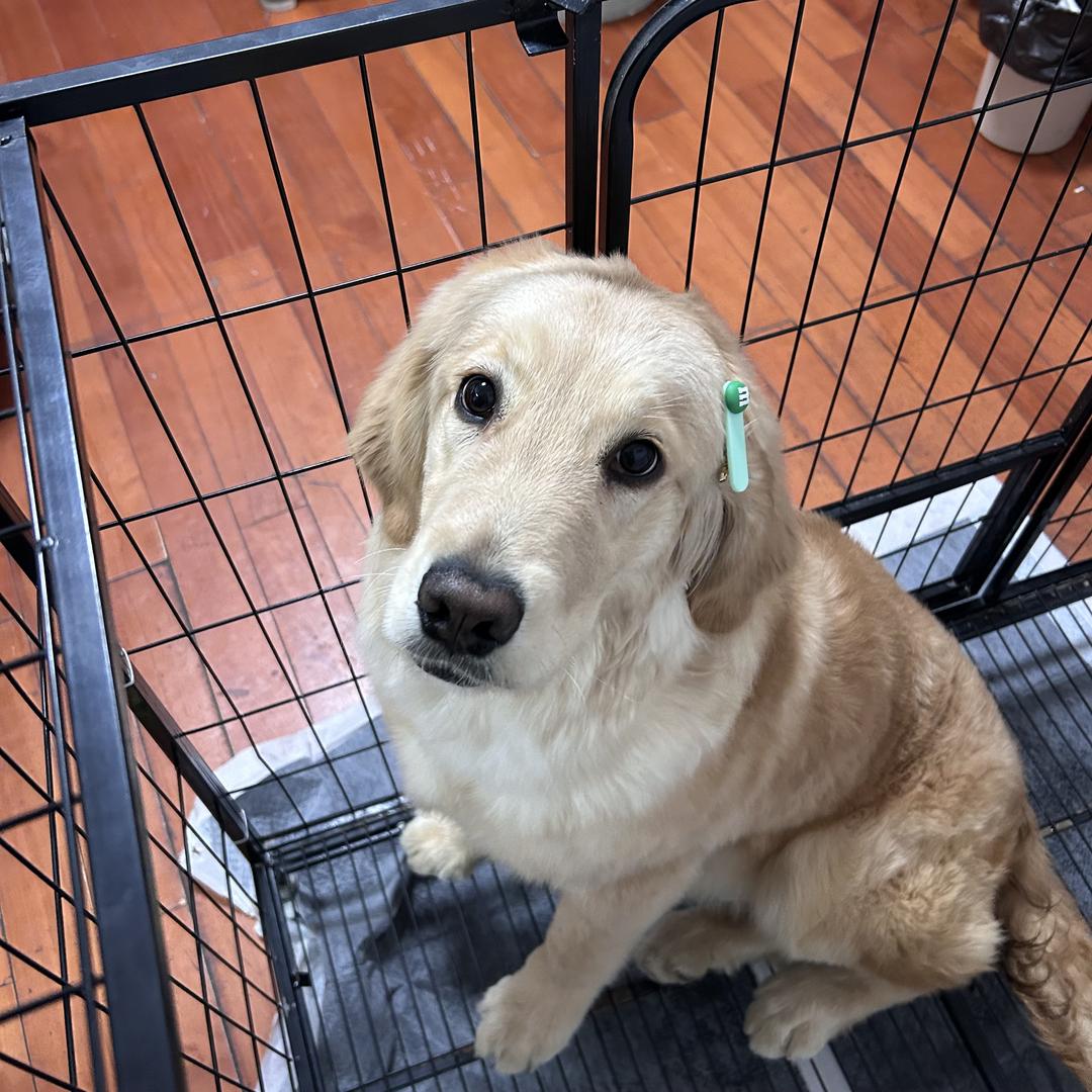 小路虎和大揽胜