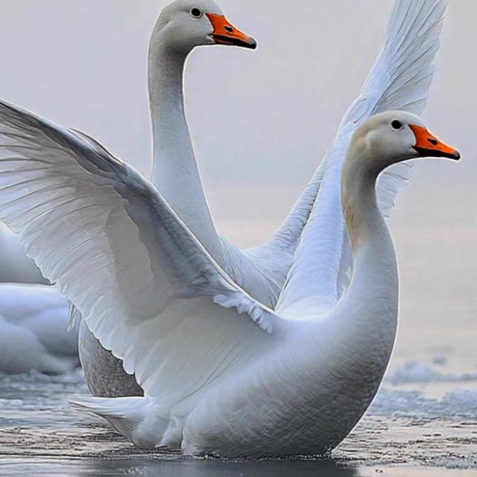 高纯绒暖鹅绒被🦢