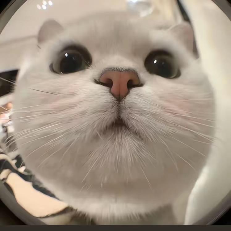 虚伪