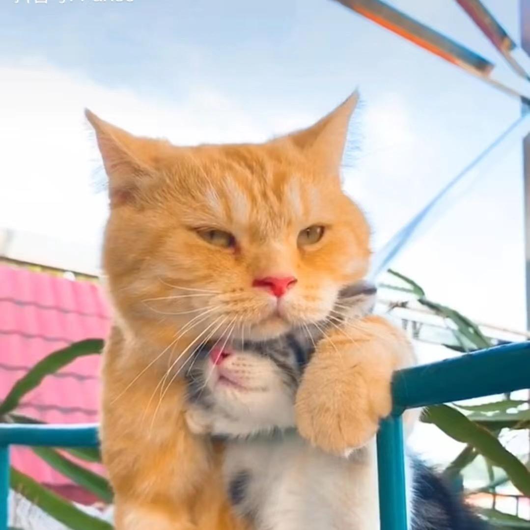 不吃西红柿🍅（三角洲行动）