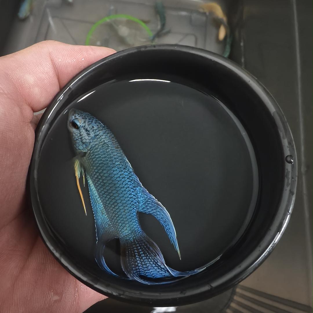 阳光国斗兴趣坊