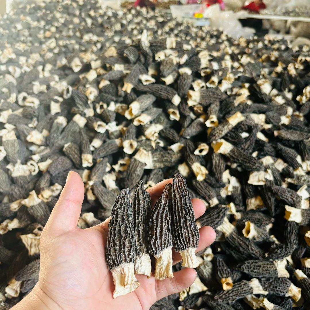 专业种植羊肚菌-日月名菌