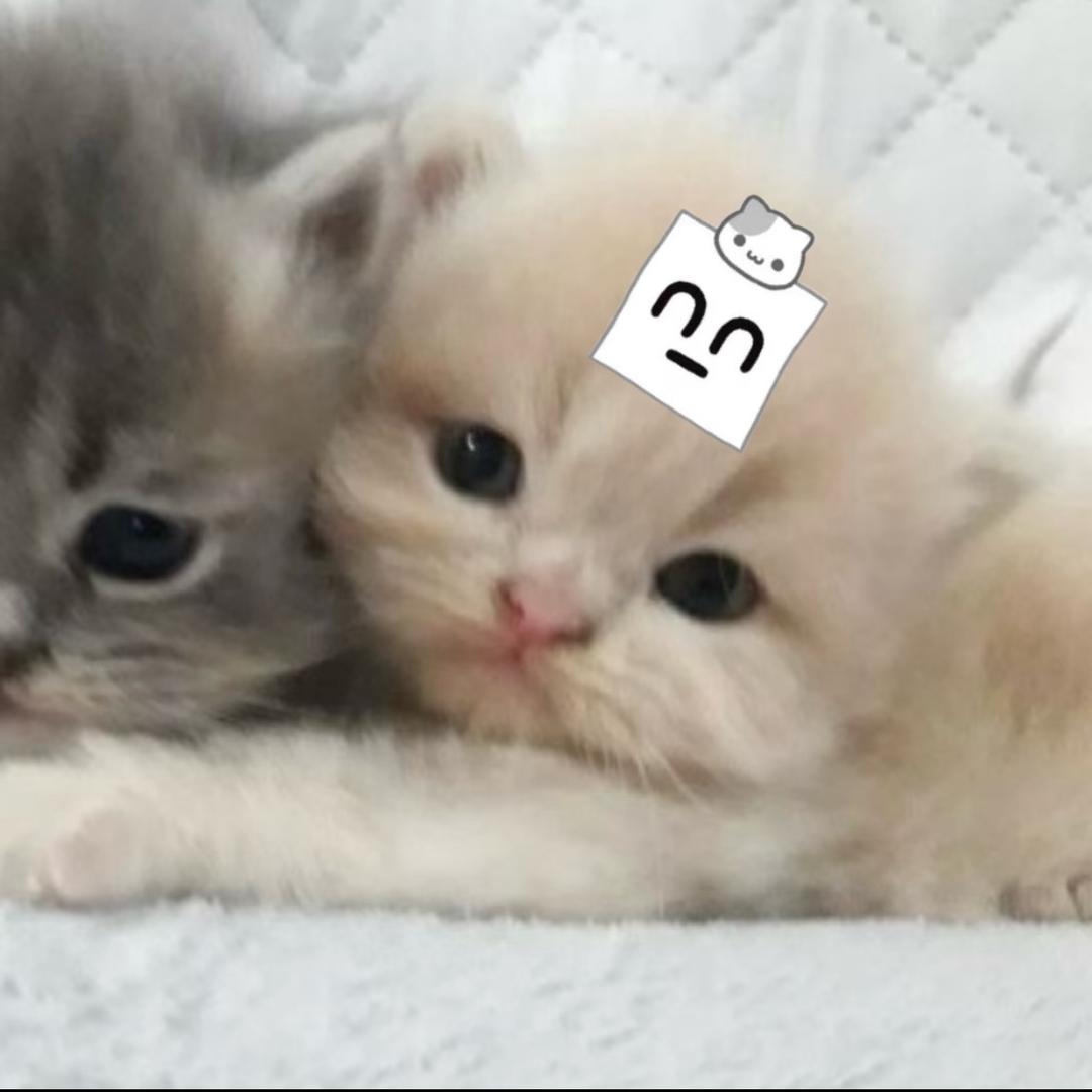 ok绷