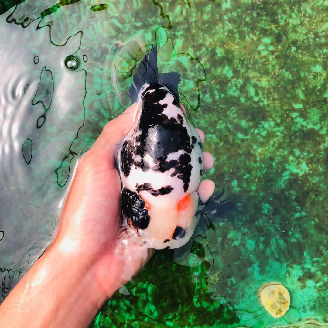 胖乎乎精品兰寿泰狮🐟