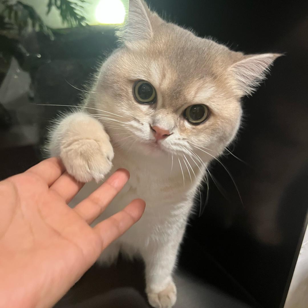 饼干碎