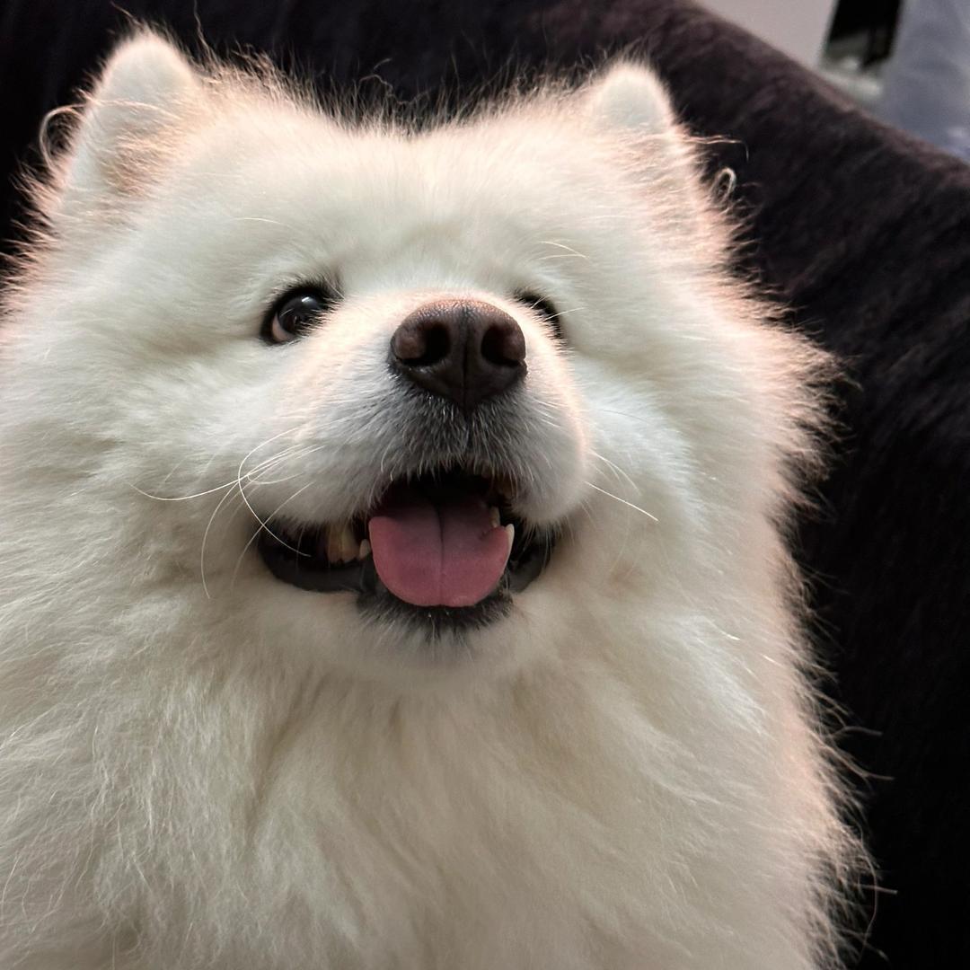 黄鱼