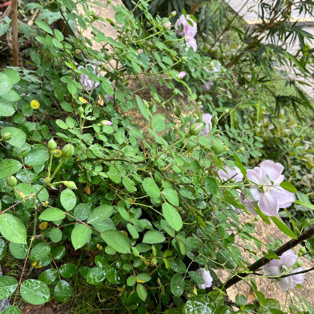 礼好草莓嗳土豆