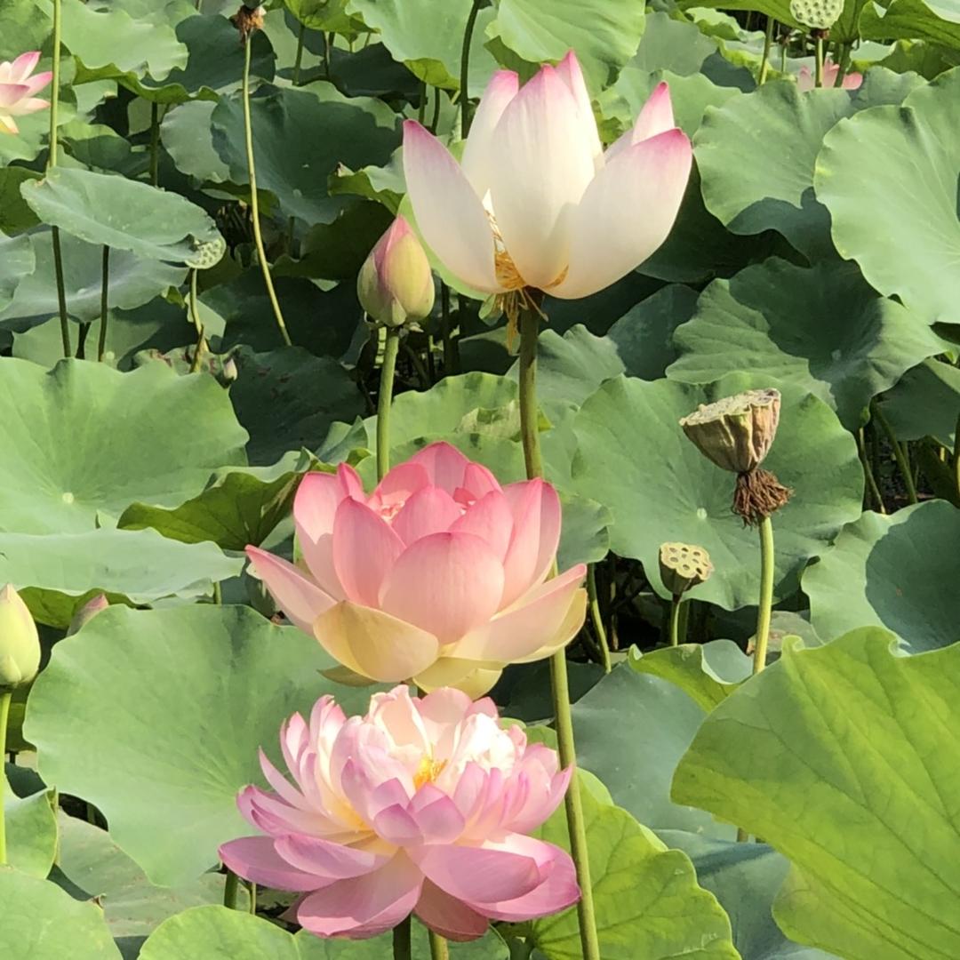 @张小贰修善修心🉐福报