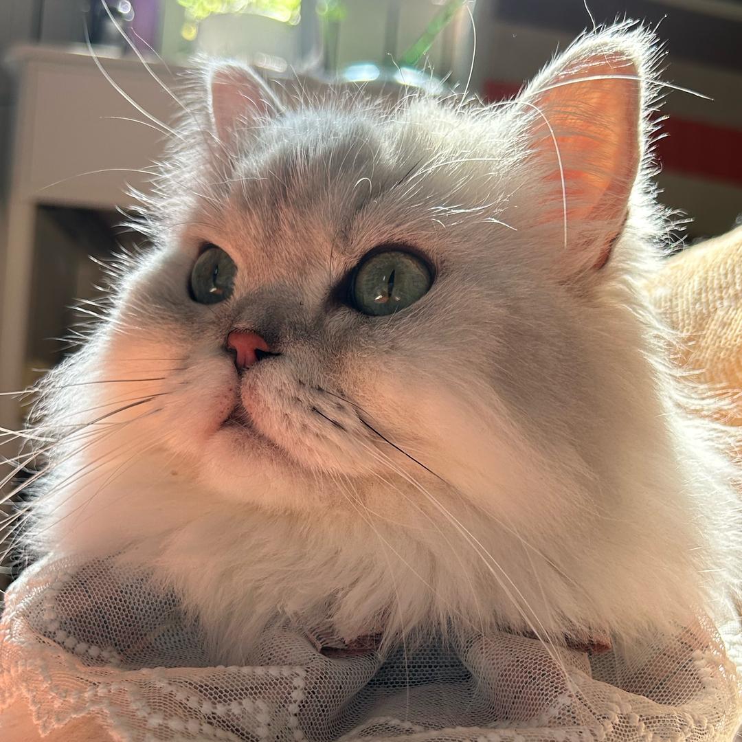 猫定心灵