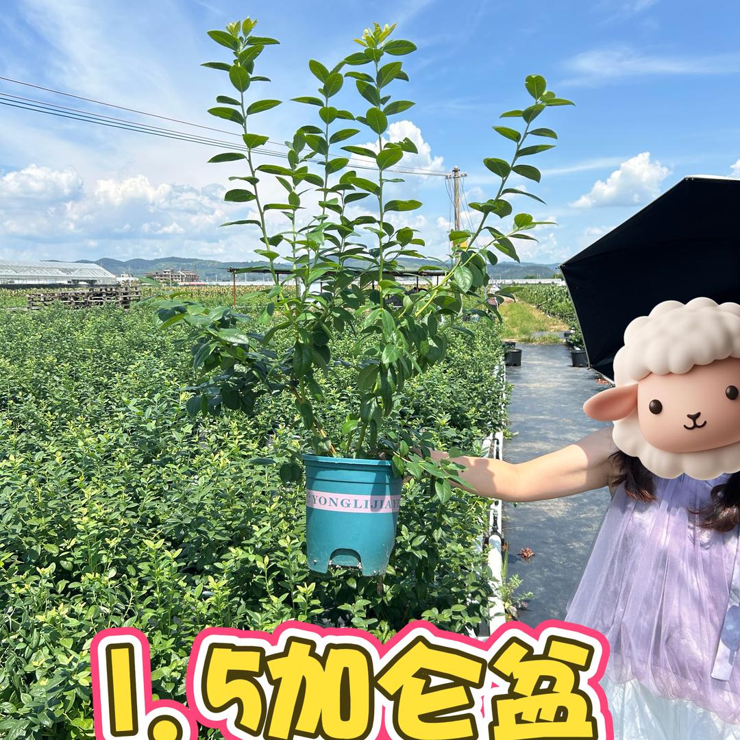柚萝可富果树苗木专卖店