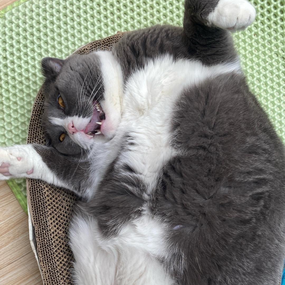 猫哥与鑫弟