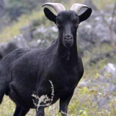 正宗马山黑山羊肉