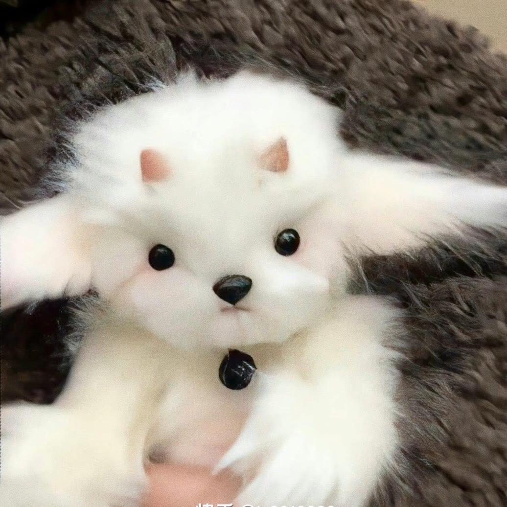 宛如䢁湸的薇笑