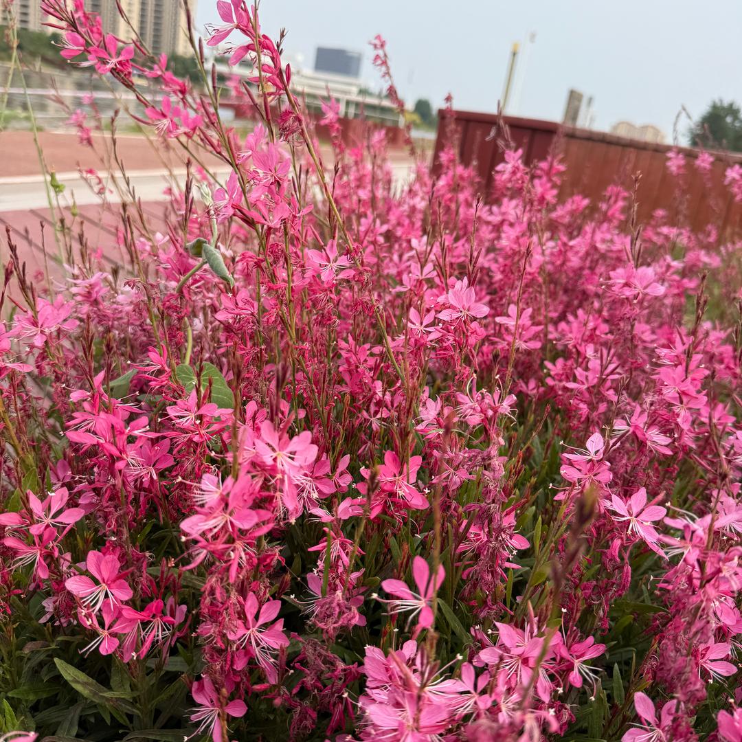 小瘦子