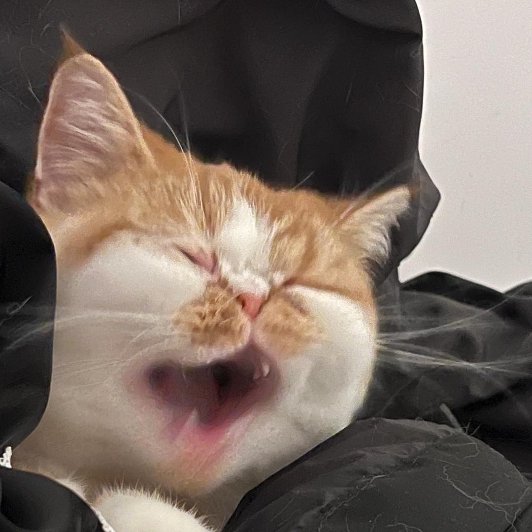 元宝多多🐈