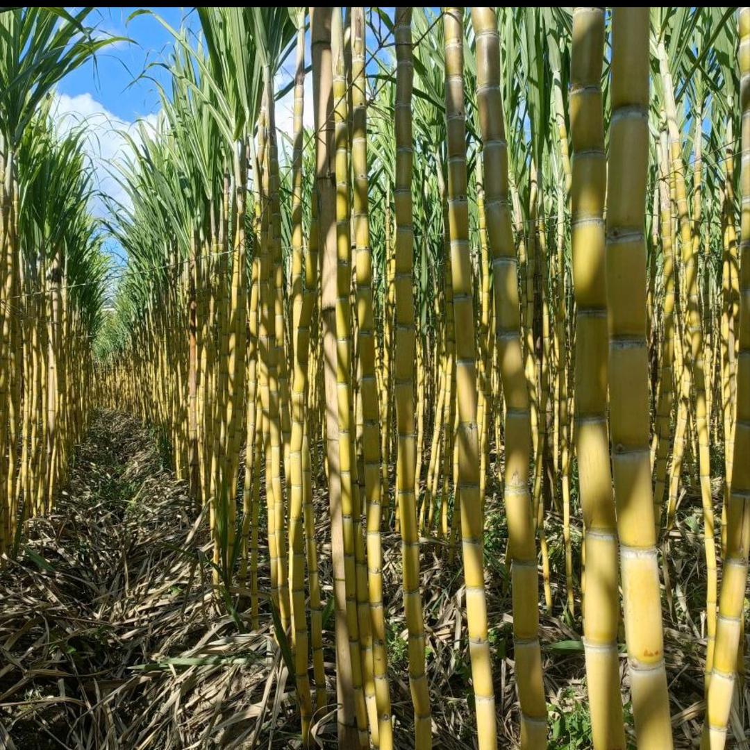 云南黄金甘蔗全国代发