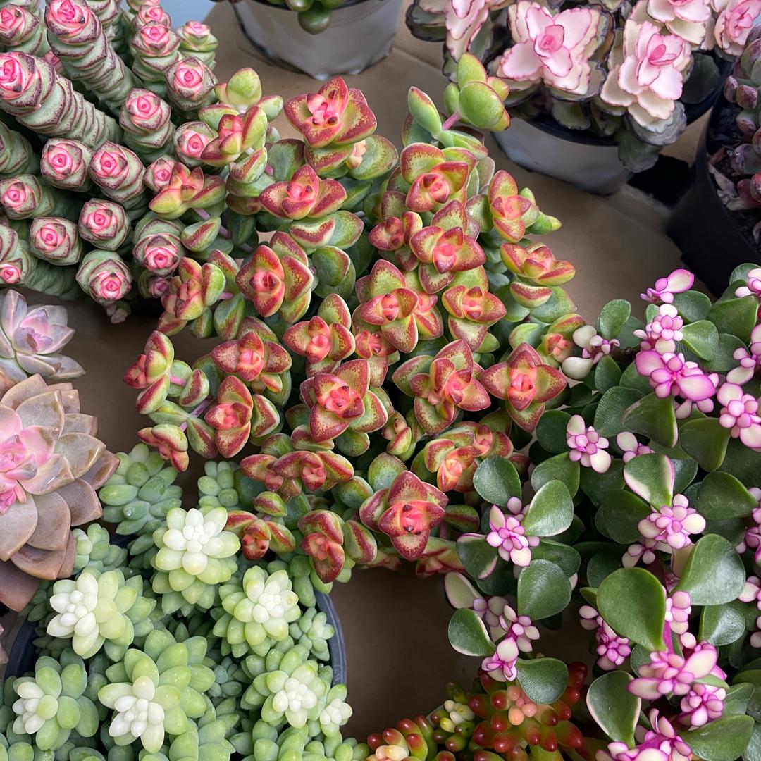 源源花卉的头像