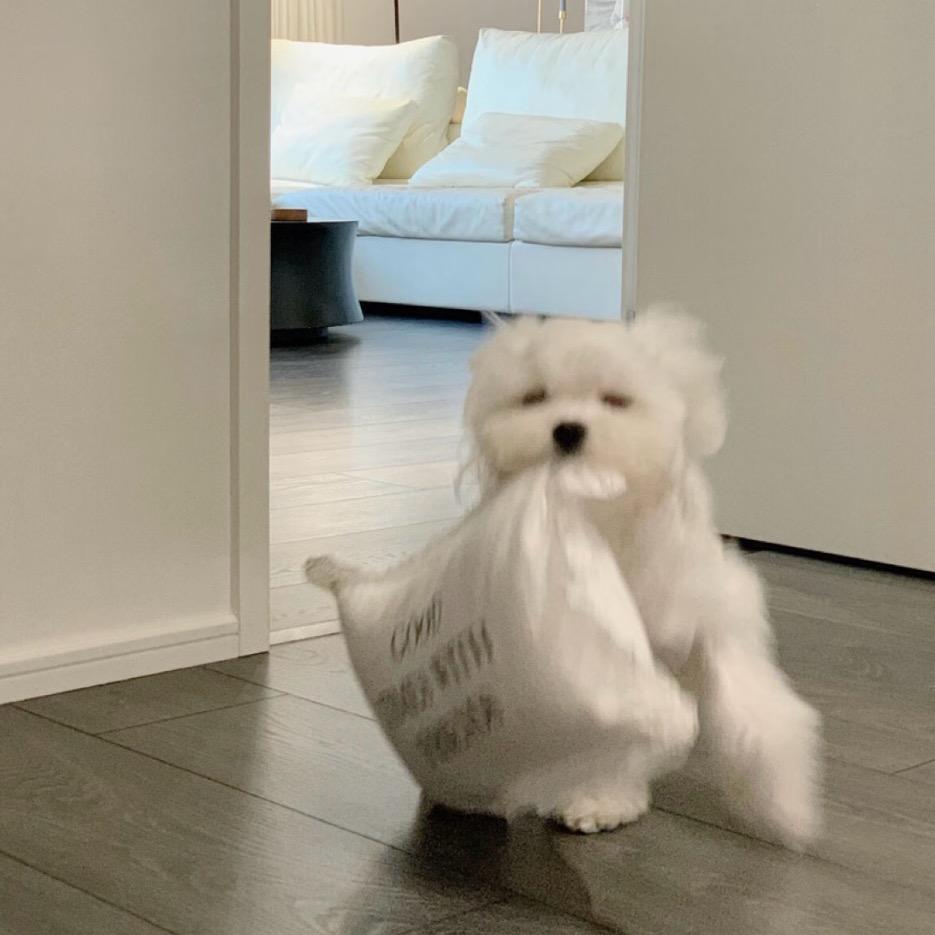 发财歪歪