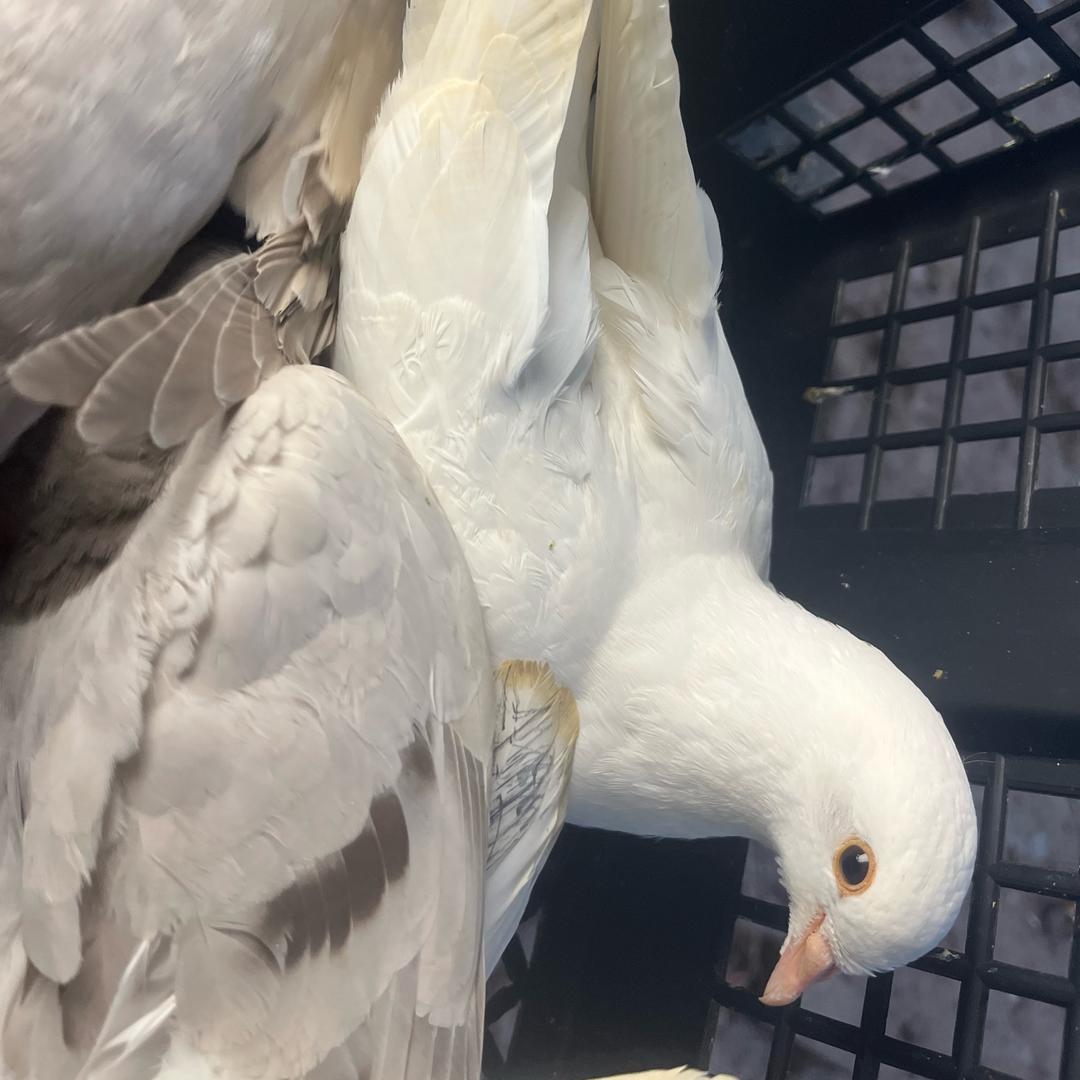 83336774742