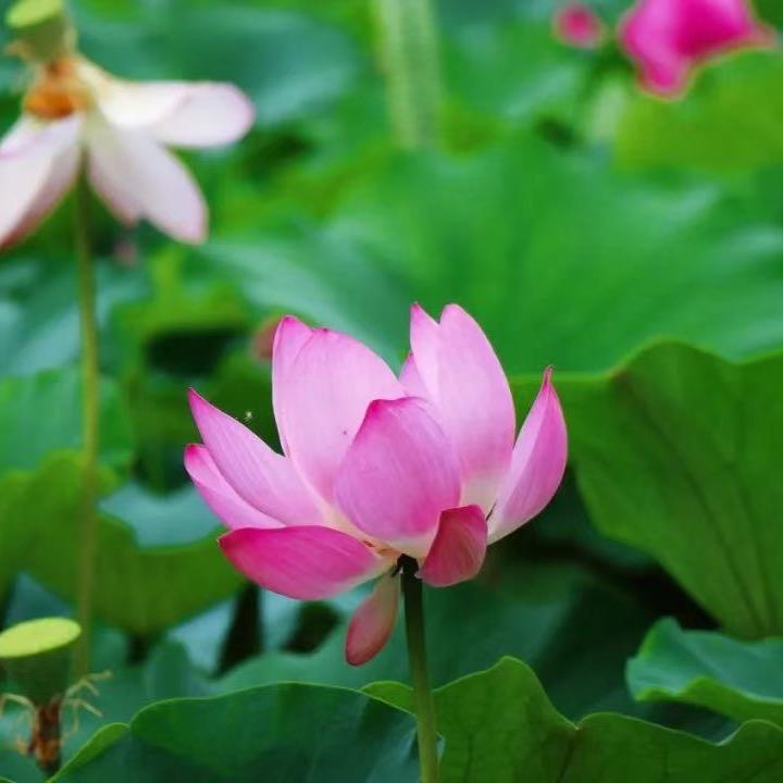 佳延