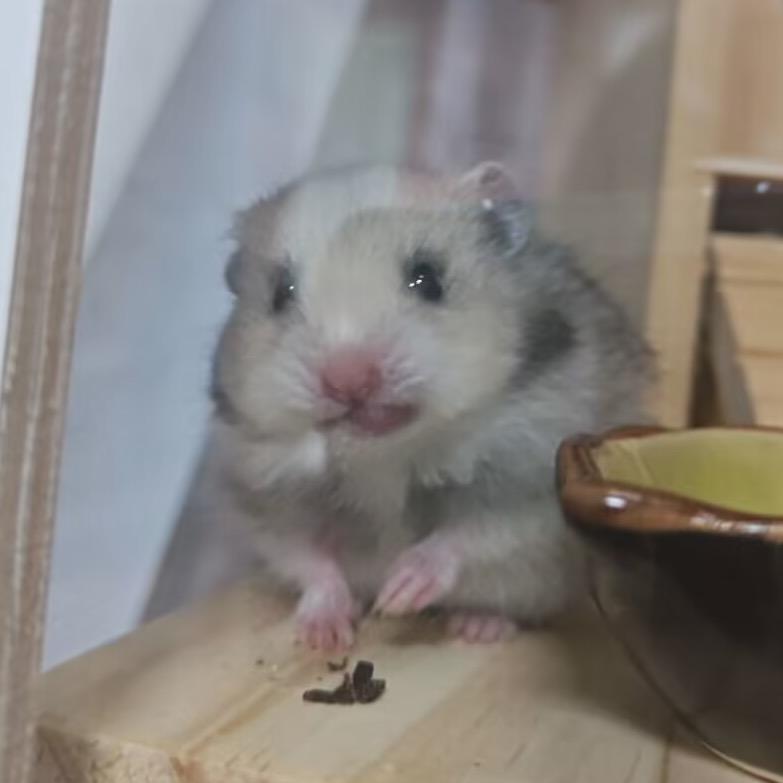 顺子爸