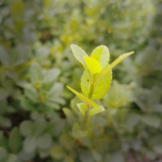 介休青草虫