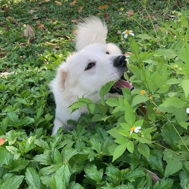 大鲨鱼