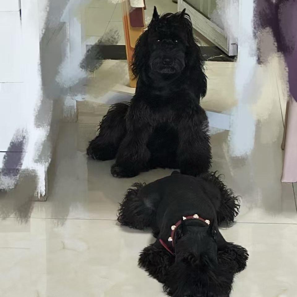 可睿迷你雪纳瑞