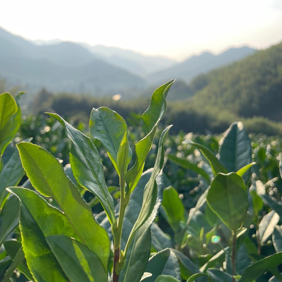 安吉雨果白茶