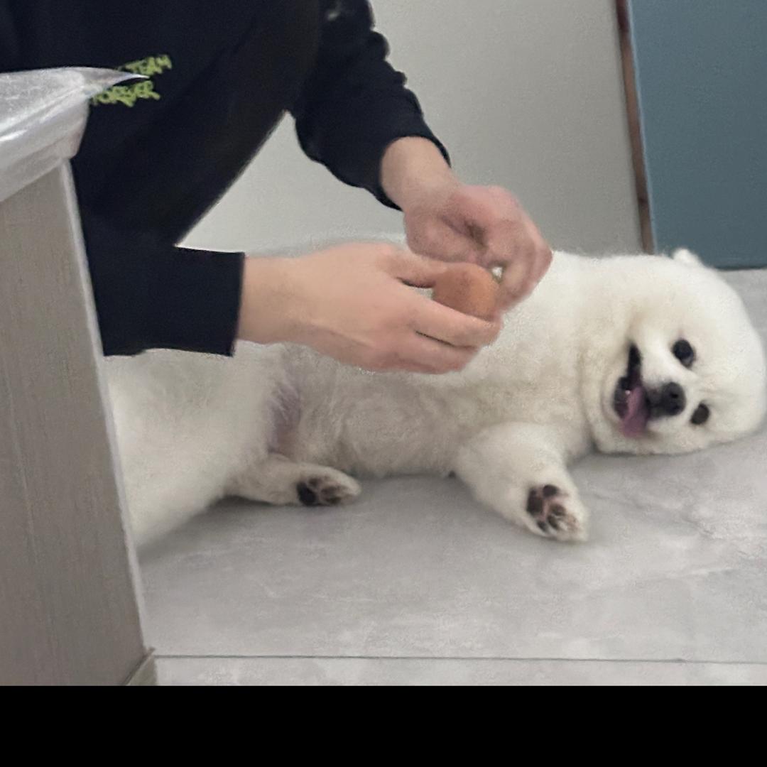 小猫子矮～