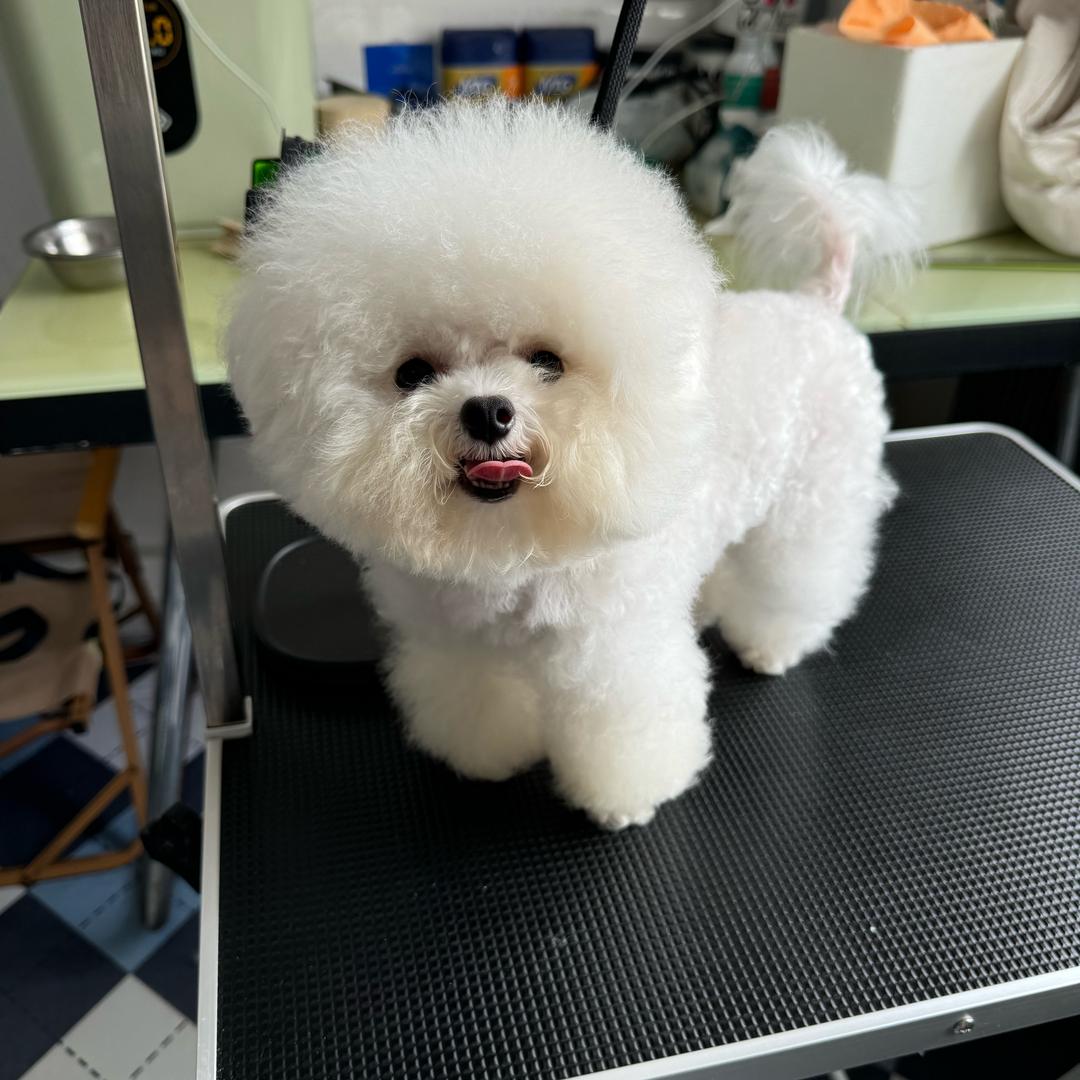 婷姐家的小比熊
