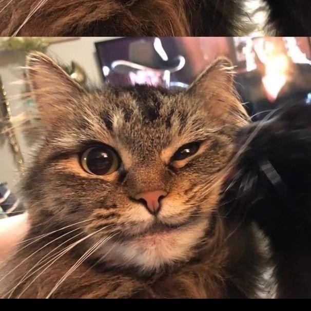 🌈听起来好蠢🐱