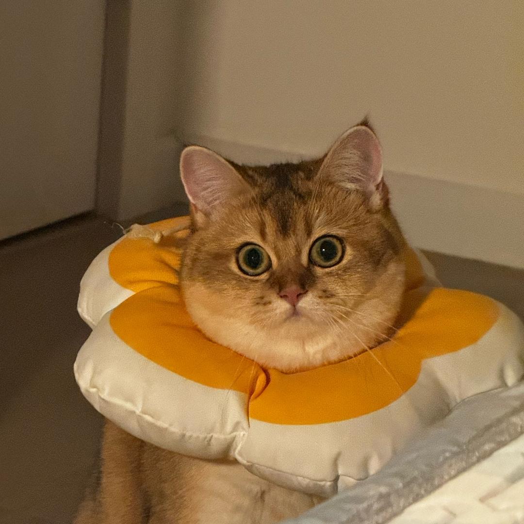 Bunlit（饼饼妈🐱）