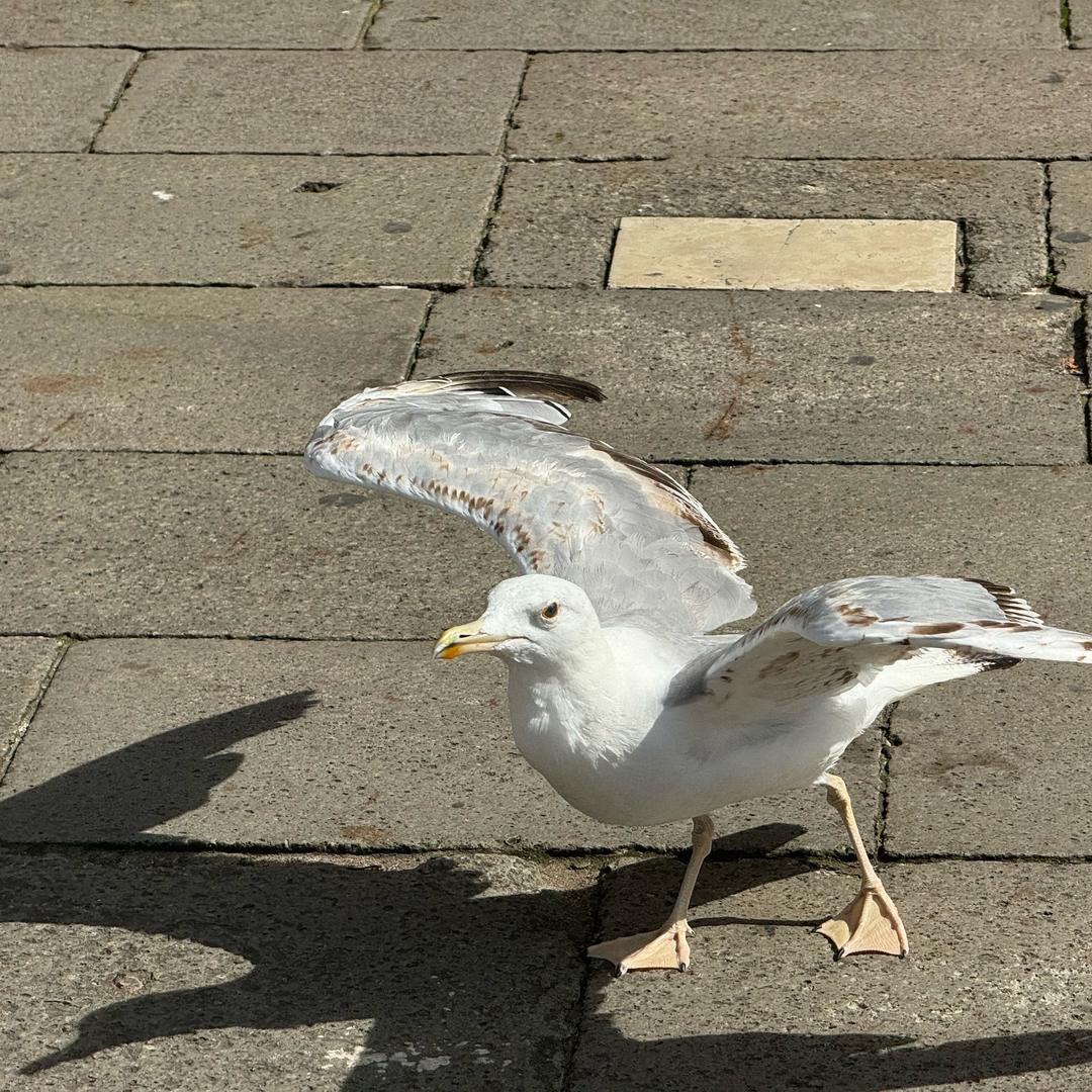 聲