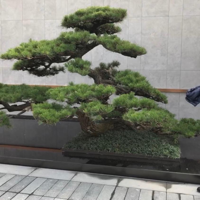 华美园林采购