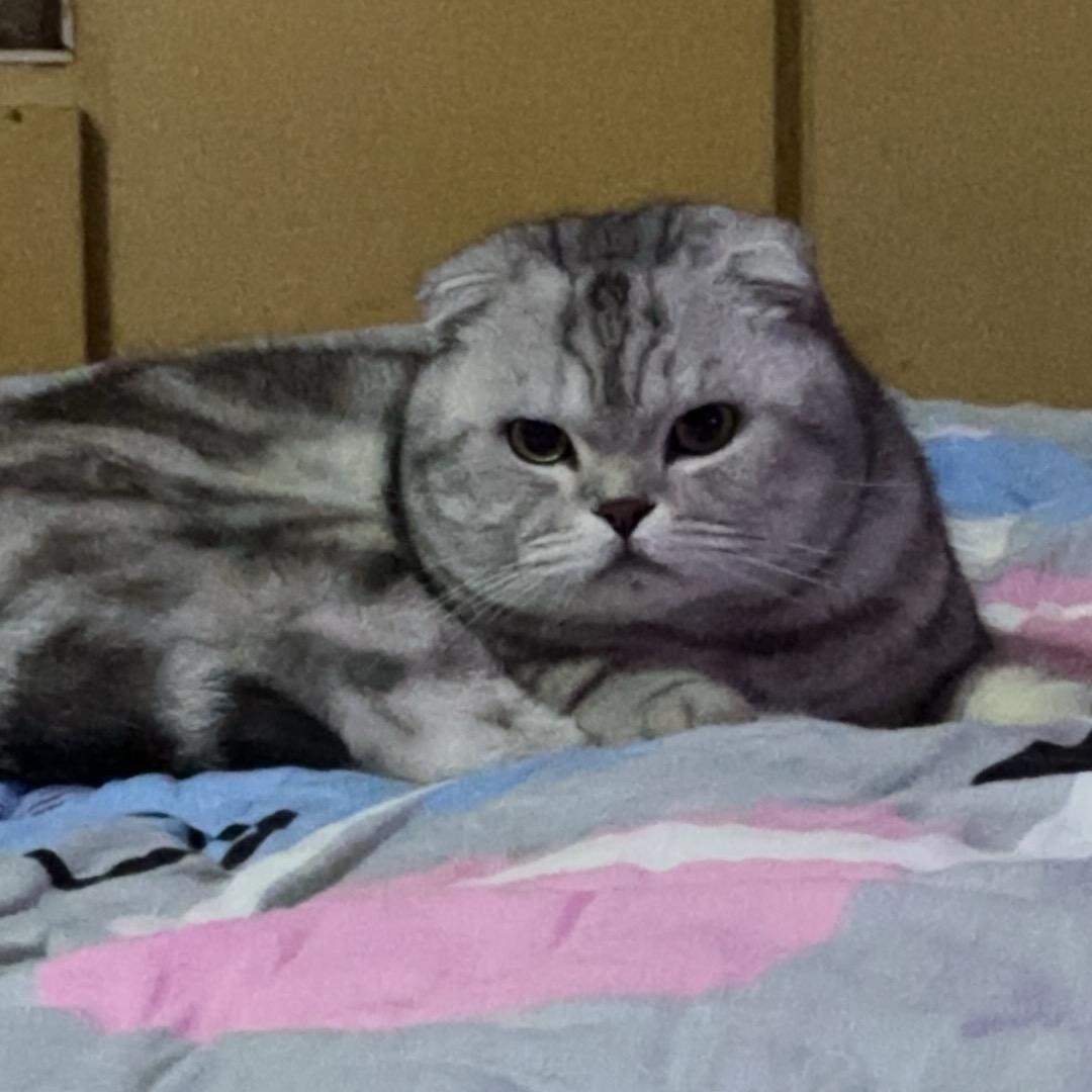 猫叫三斤呀